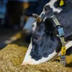 Zoveel hebben Nederlandse boeren dit jaar gemiddeld verdiend