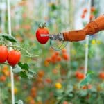 Robot verzorgt tomatenplant
