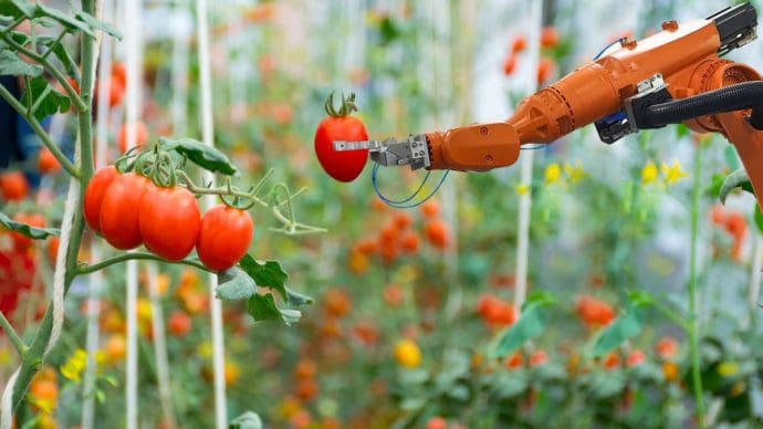 Robot verzorgt tomatenplant