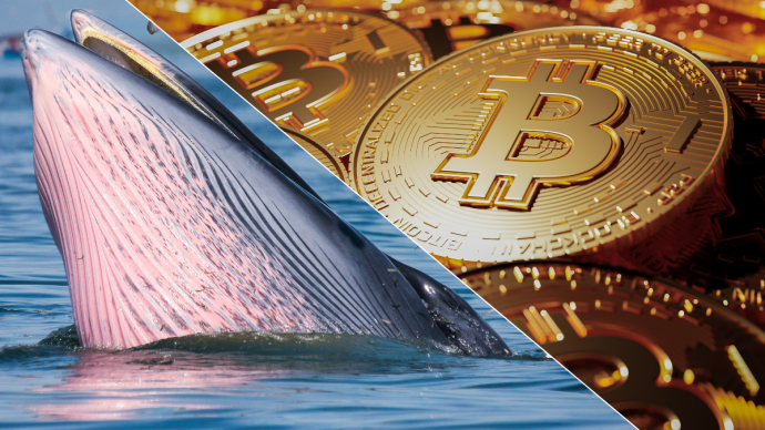 Foto van bitcoin munten en een walvis