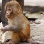 Een afbeelding van een baby makaak, een aapje die aan het eten is