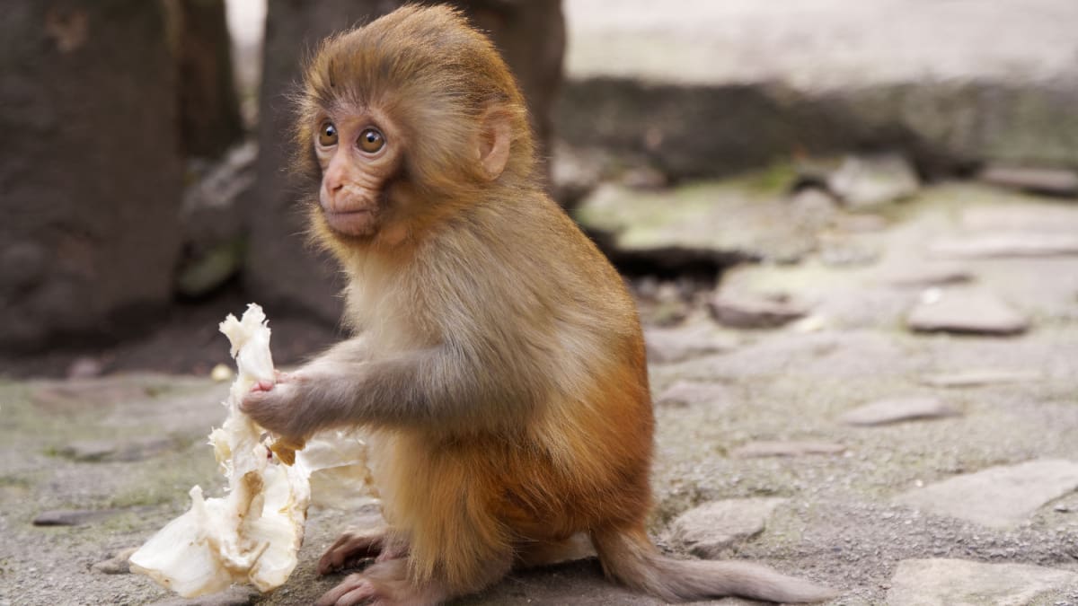 Een afbeelding van een baby makaak, een aapje die aan het eten is