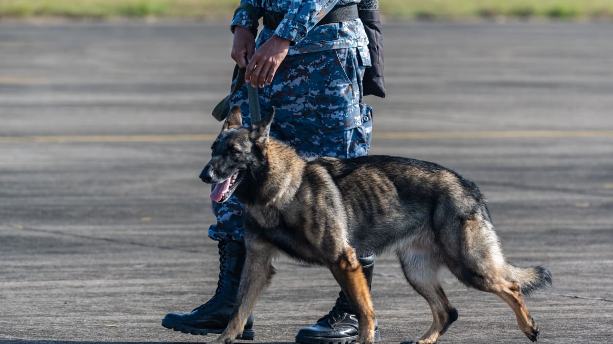 Een afbeelding van een politie hond (K9 unit) die meeloopt met een militair
