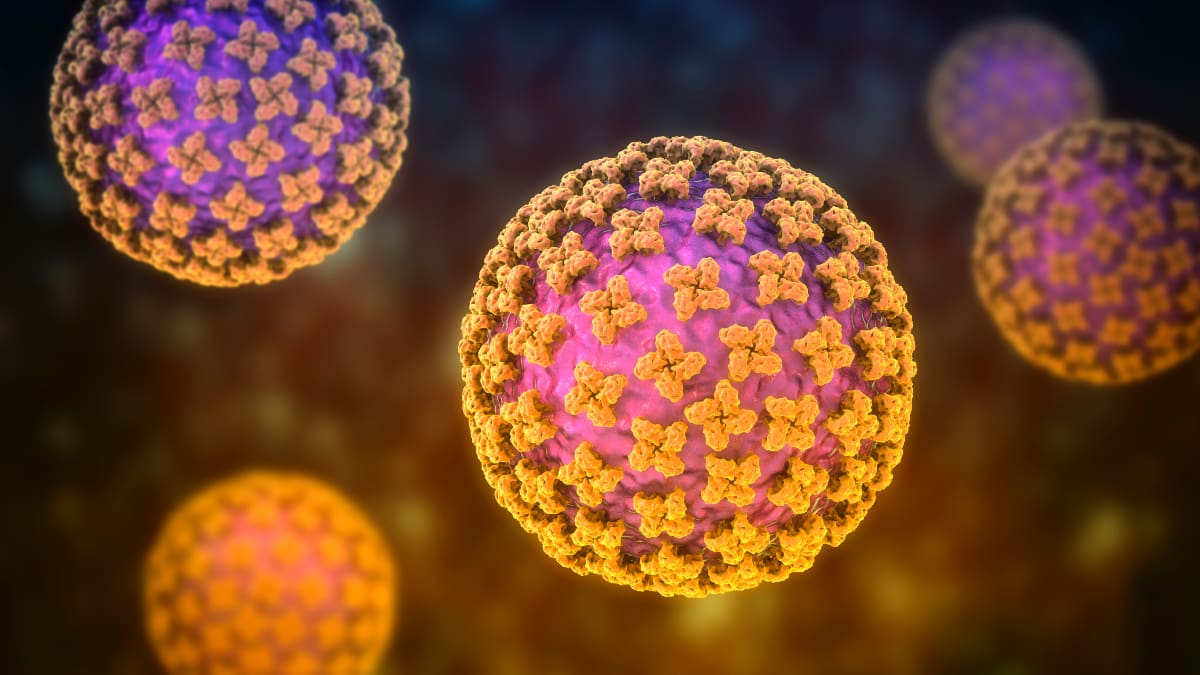 Afbeelding van het Hantavirus