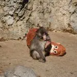 Een afbeelding van de beroemde makaak Punch met zijn knuffel Orang Oetan in een apenreservaat in een Japanse dierentuin