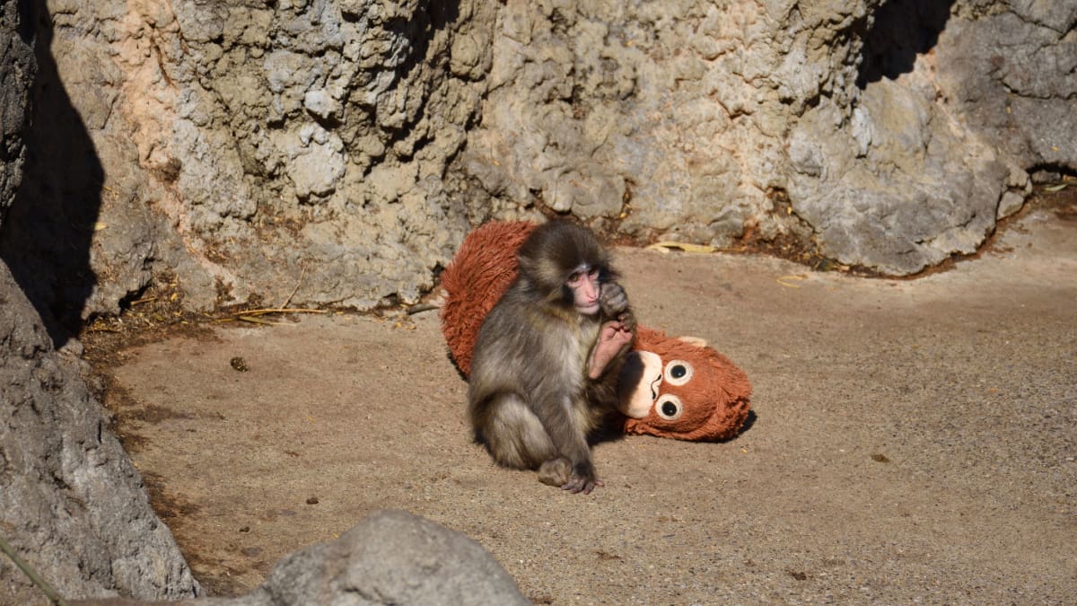Een afbeelding van de beroemde makaak Punch met zijn knuffel Orang Oetan in een apenreservaat in een Japanse dierentuin