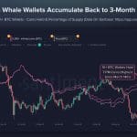 Bitcoin whales kopen massaal de dip, bezit op hoogste niveau in maanden