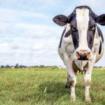 Boeren zetten koeien om in crypto voor leningen