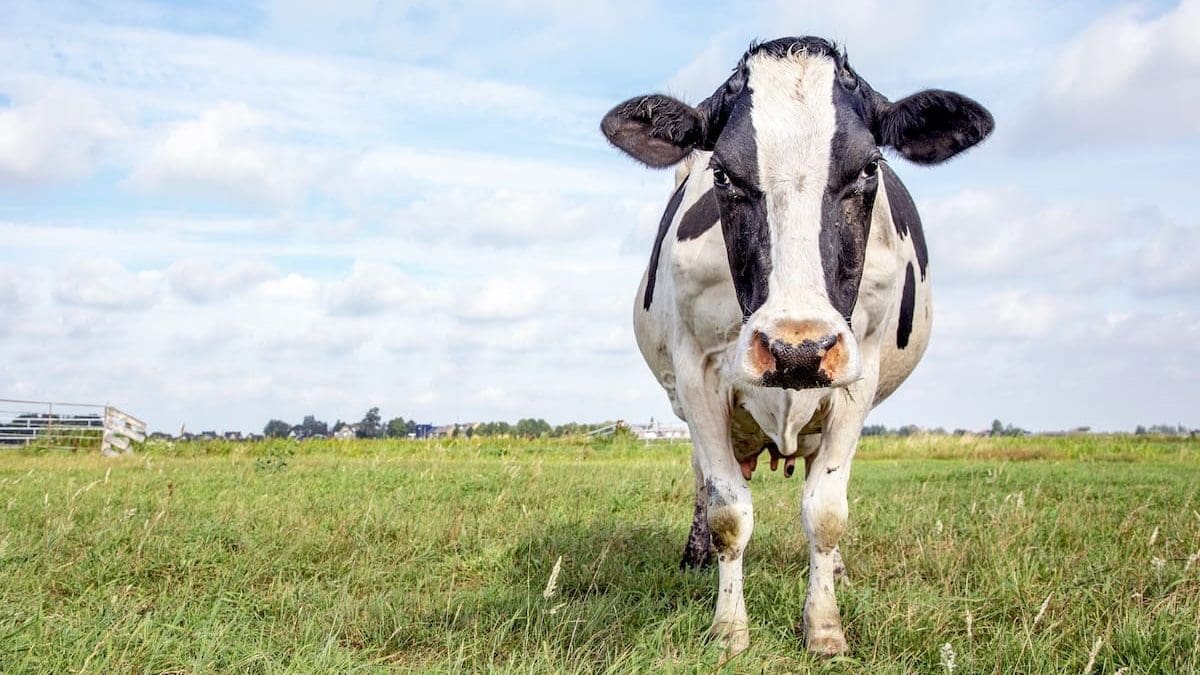 Boeren zetten koeien om in crypto voor leningen